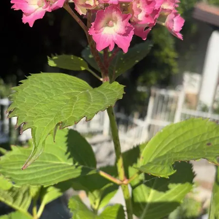 Panorama House * Donji Rukavac