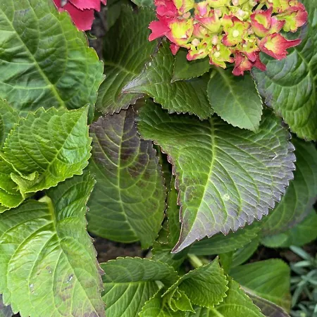 Panorama House Apartment Donji Rukavac